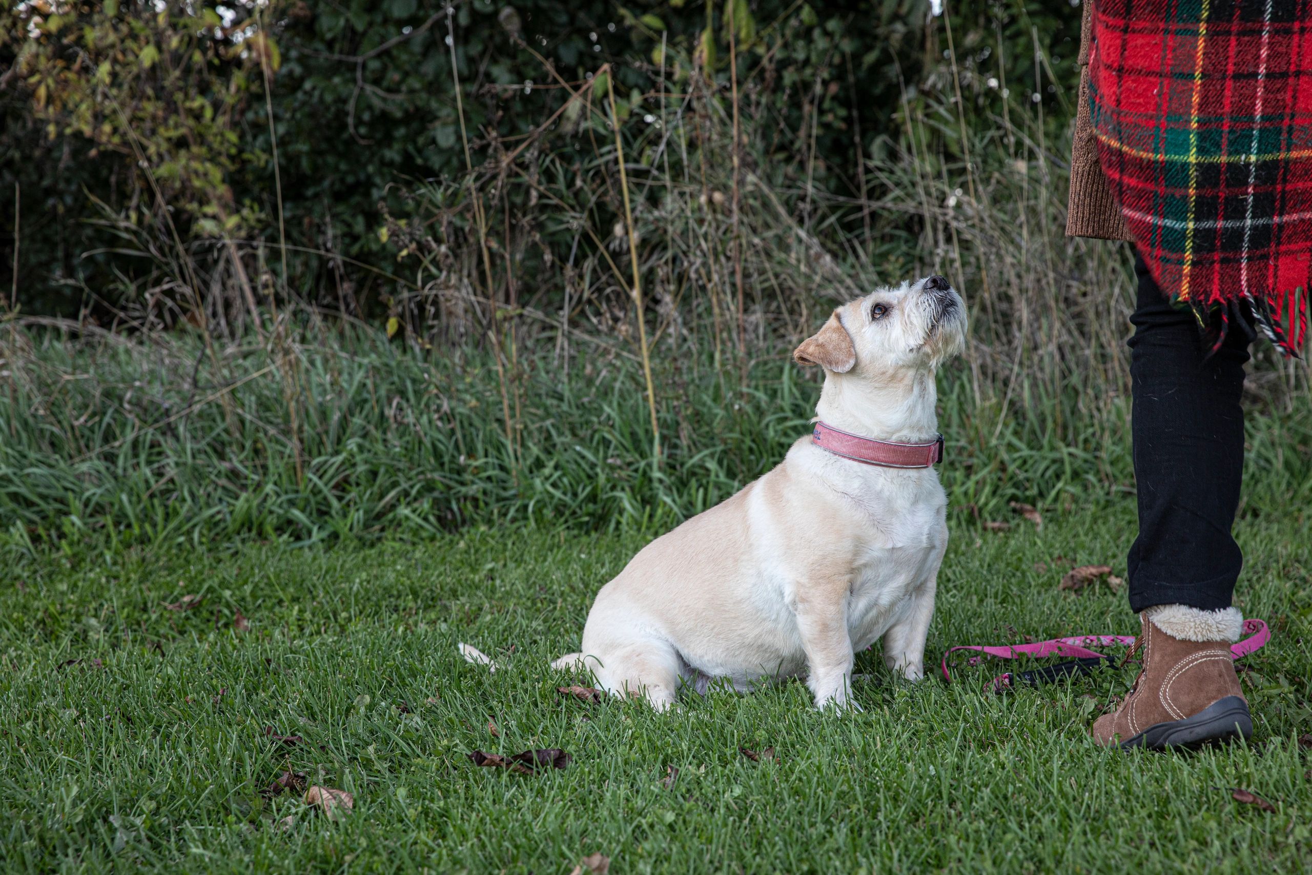 Best Buddy Canine Dog Training in Home, Dog Training Classes